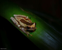 Dendropsophus elegans