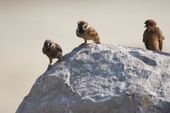 Passer montanus malaccensis