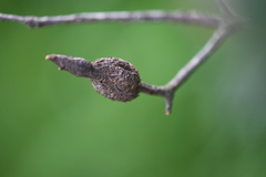 Andricus chrysolepidicola