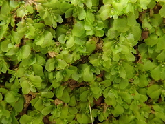 Fossombronia angulosa