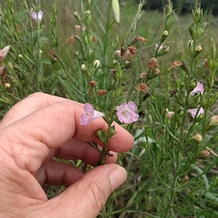Agalinis communis