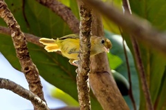 Pachysylvia aurantiifrons