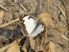 Colotis