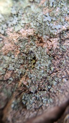 Hyperphyscia adglutinata