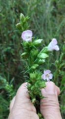 Agalinis communis