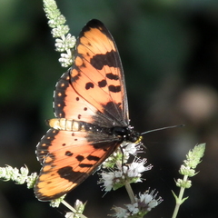 Acraea acara acara