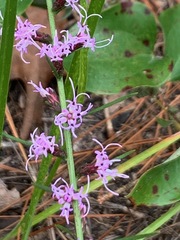 Liatris microcephala
