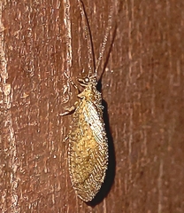 Nusalala tessellata