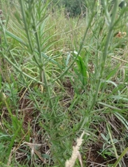 Agalinis communis