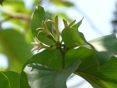 Morinda pubescens