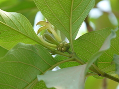 Morinda pubescens