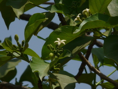 Morinda pubescens