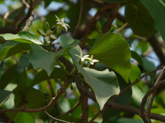 Morinda pubescens