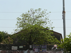Morinda pubescens