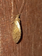 Nusalala tessellata
