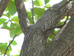 Morinda pubescens