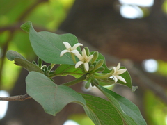 Morinda pubescens