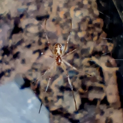 Latrodectus geometricus