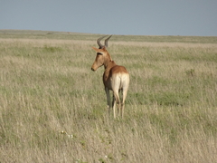 Alcelaphus buselaphus cokii