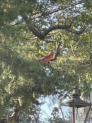 Cardinalis cardinalis
