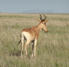 Alcelaphus buselaphus cokii