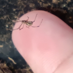 Latrodectus geometricus