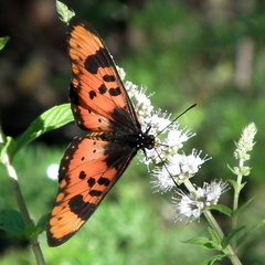 Acraea acara acara
