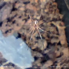 Latrodectus geometricus