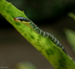 Chironius bicarinatus