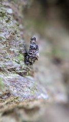 Luffia ferchaultella