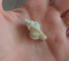 Chicoreus florifer