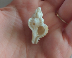 Chicoreus florifer