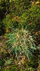 Corynephorus canescens