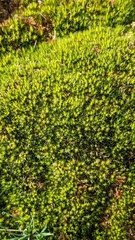 Orthotrichum diaphanum