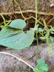 Polyclathra cucumerina