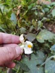 Polyclathra cucumerina