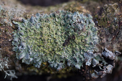 Punctelia subrudecta