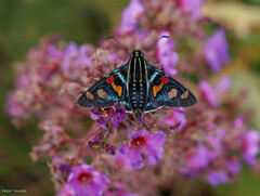Mimoniades montana