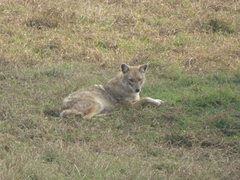 Canis aureus indicus