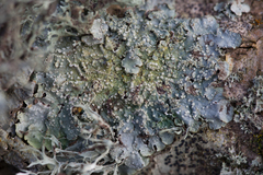 Punctelia subrudecta