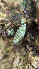 Luffia ferchaultella