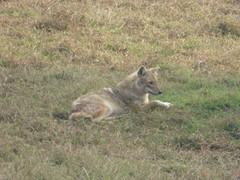 Canis aureus indicus