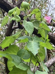 Gossypieae