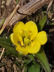 Gagea bohemica