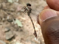 Paragomphus genei