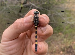 Zygonoides fuelleborni