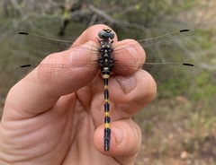 Zygonoides fuelleborni