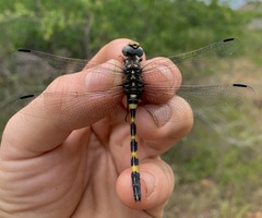 Zygonoides fuelleborni