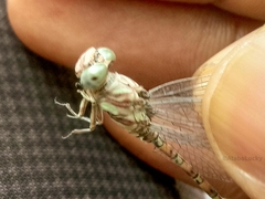 Paragomphus genei