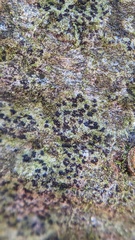 Arthonia radiata